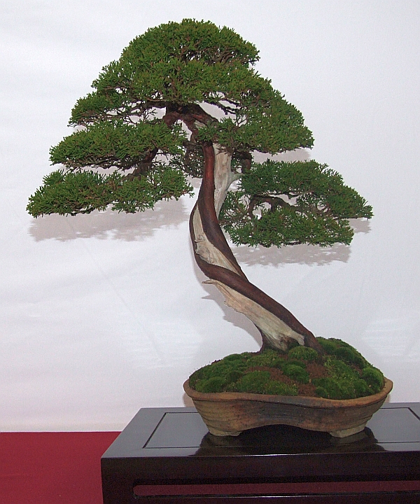 EUK Juniperus Lydie carpentier 5