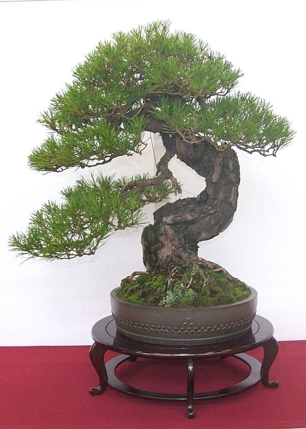 EUK Pinus densiflora JP Polmans 4