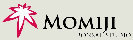 logo momiji