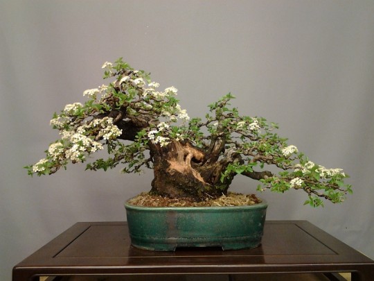 Bloeiende Prunus mahaleb - Jean-Paul Polmans