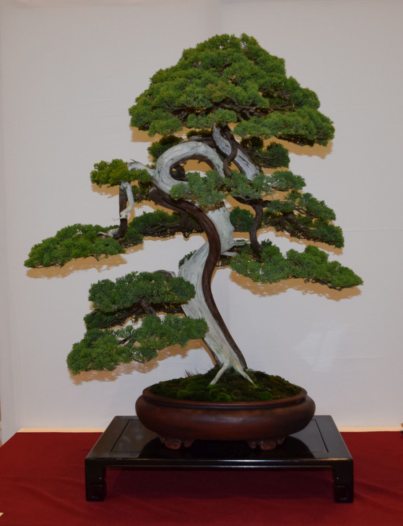 euk-bonsai-ten-2016-club-bonsai-013