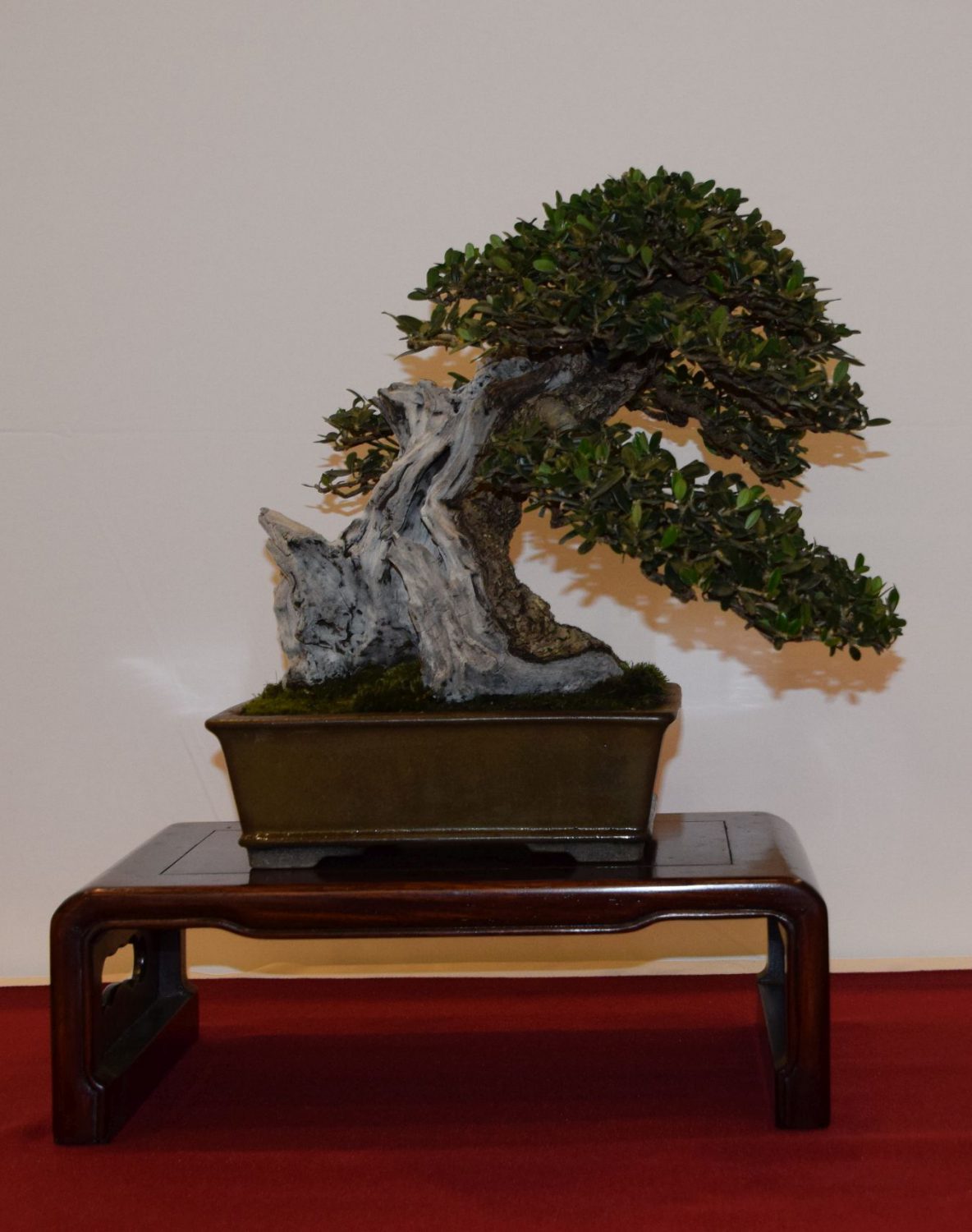 euk-bonsai-ten-2016-club-bonsai-025