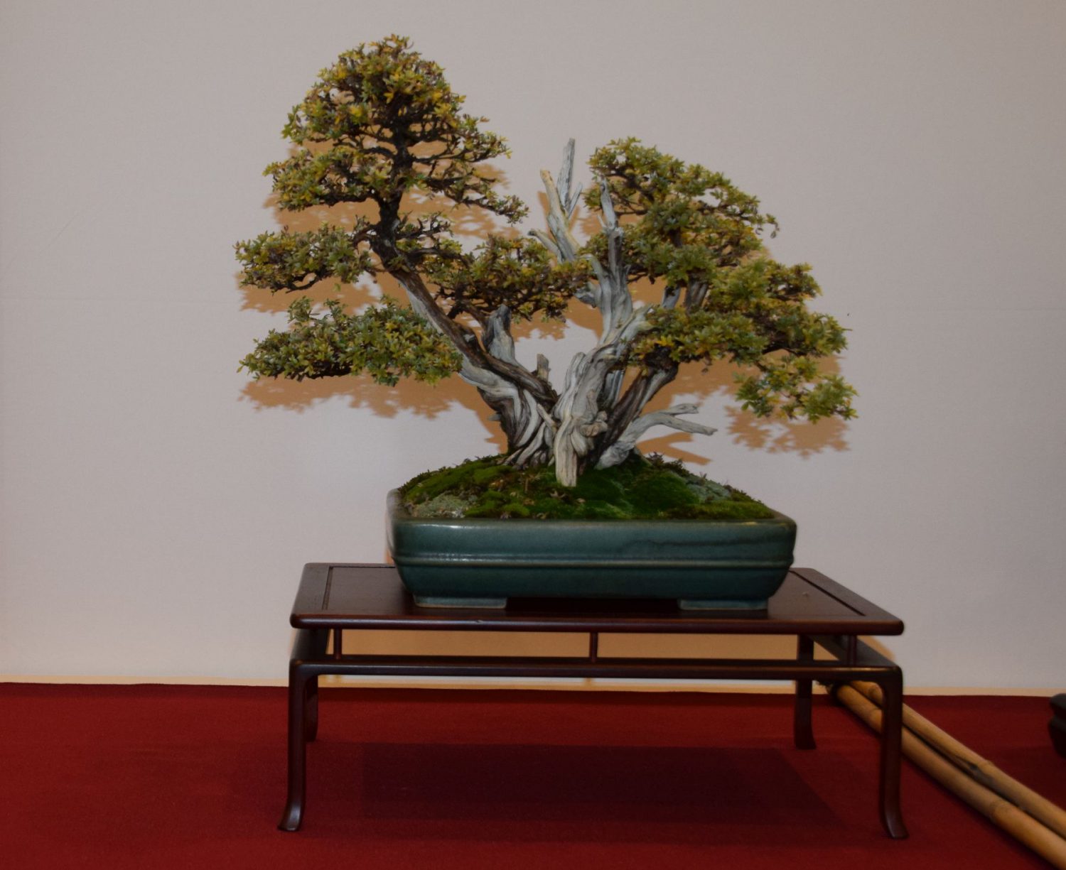 euk-bonsai-ten-2016-club-bonsai-026