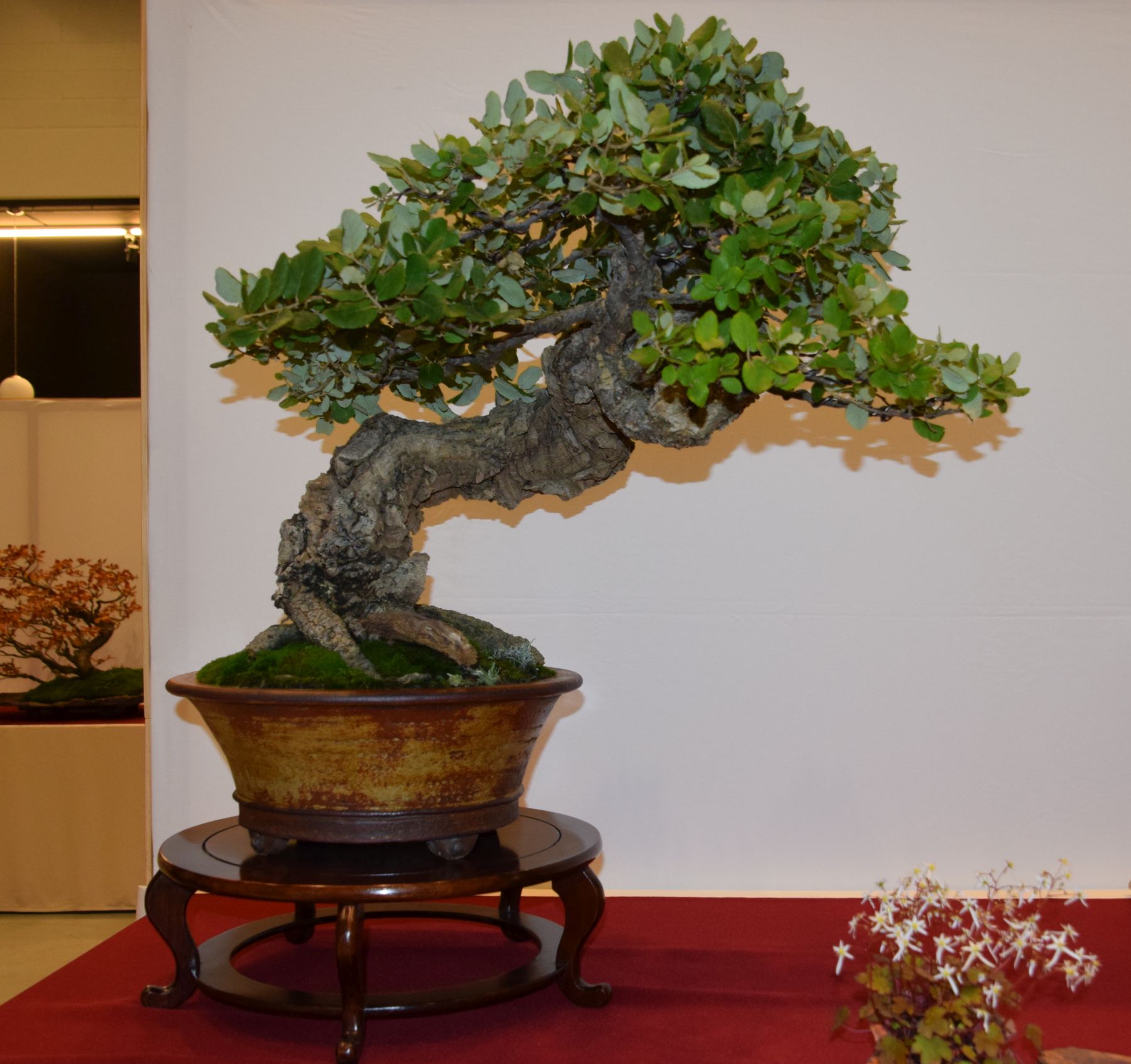 euk-bonsai-ten-2016-club-bonsai-034