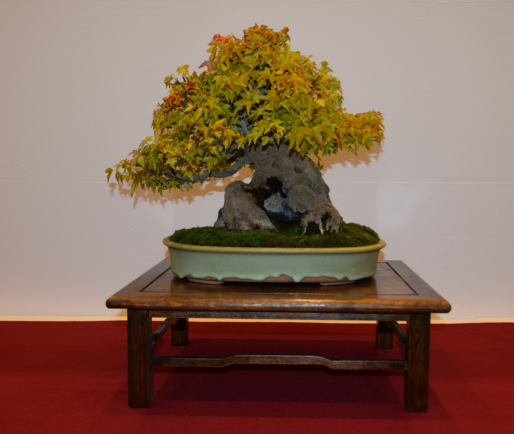 euk-bonsai-ten-2016-club-bonsai-038