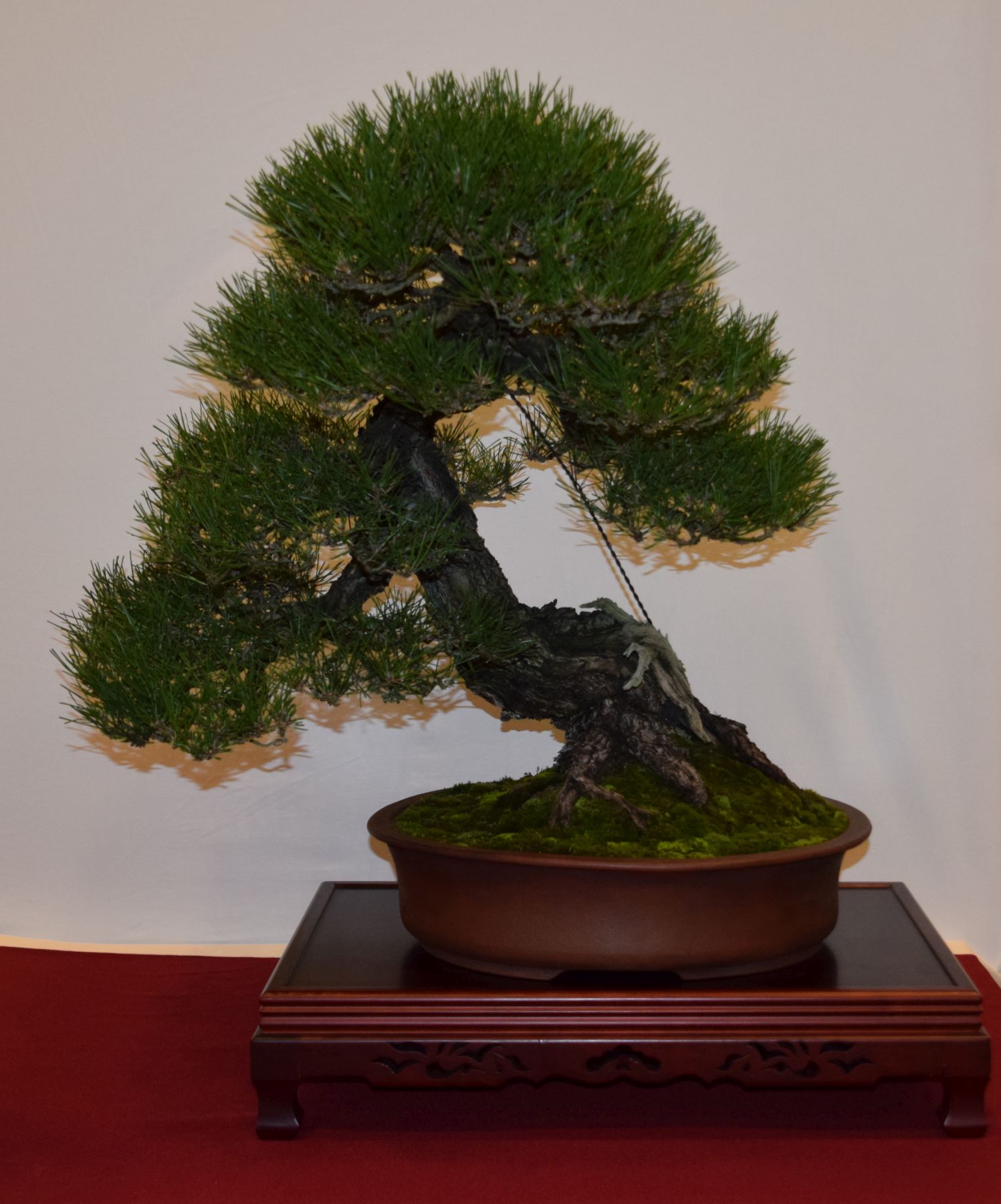 euk-bonsai-ten-2016-club-bonsai-046