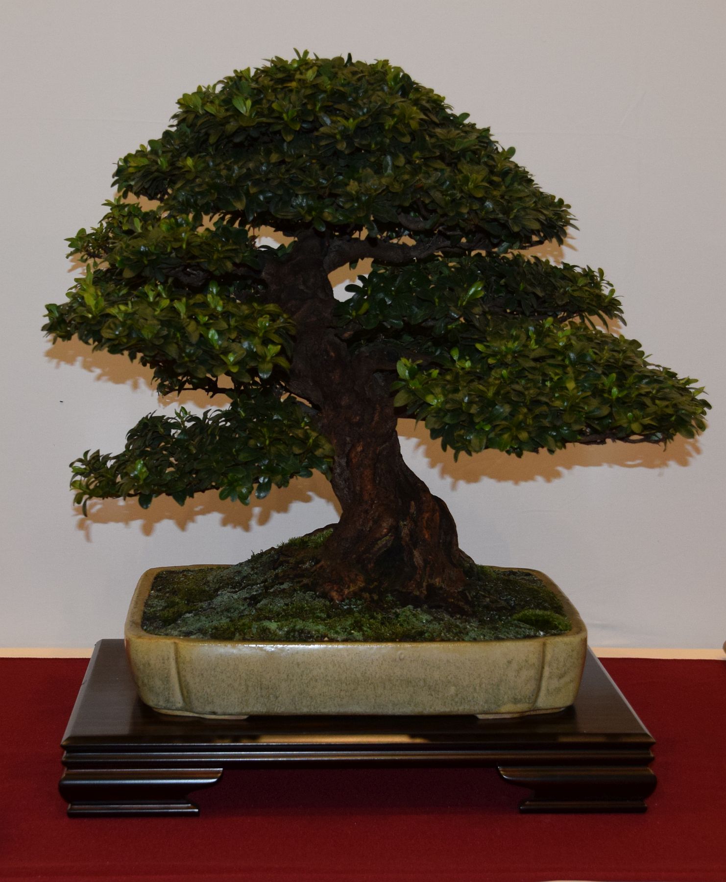 euk-bonsai-ten-2016-club-bonsai-050