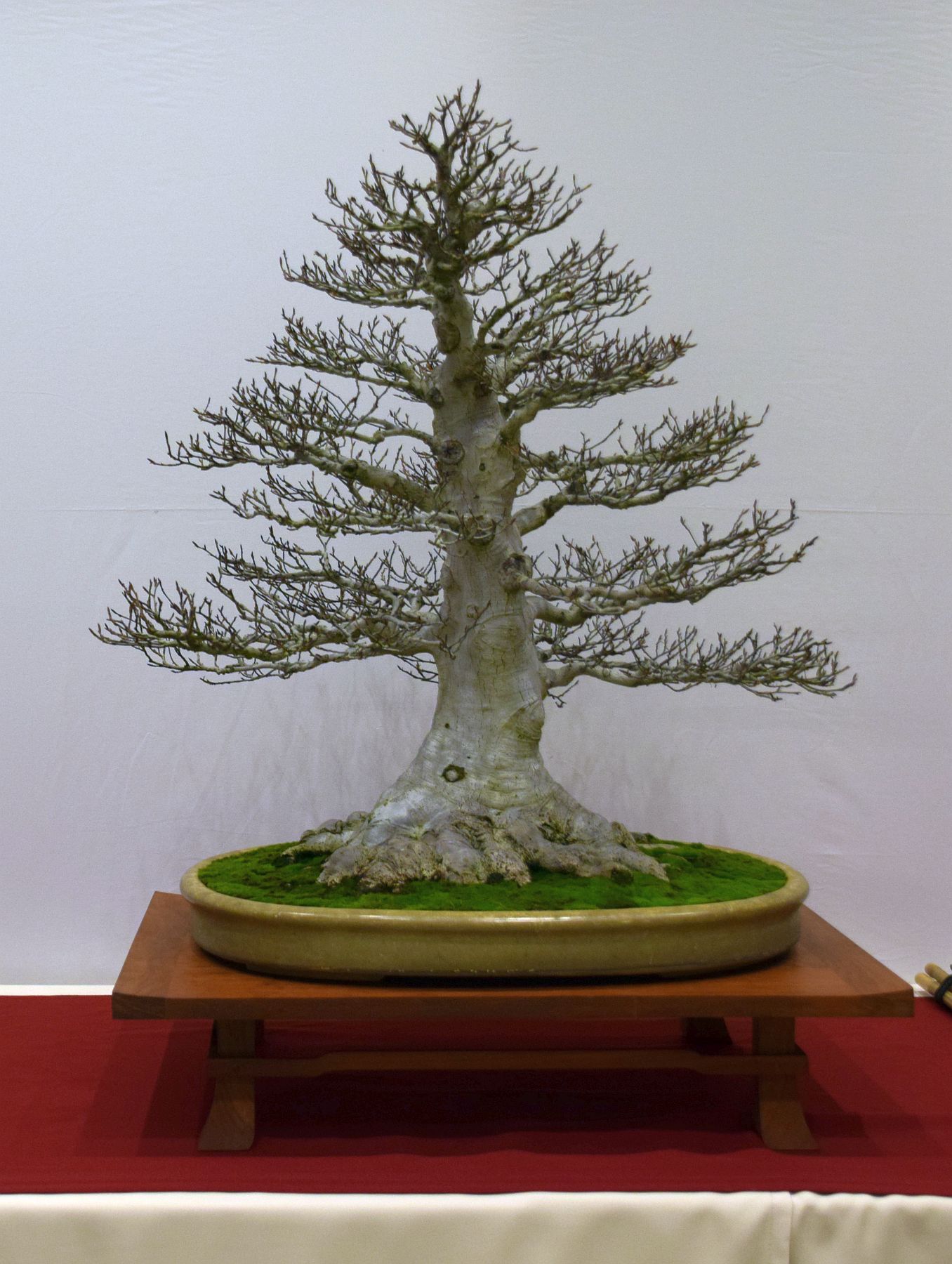 euk-bonsai-ten-2016-club-bonsai-055