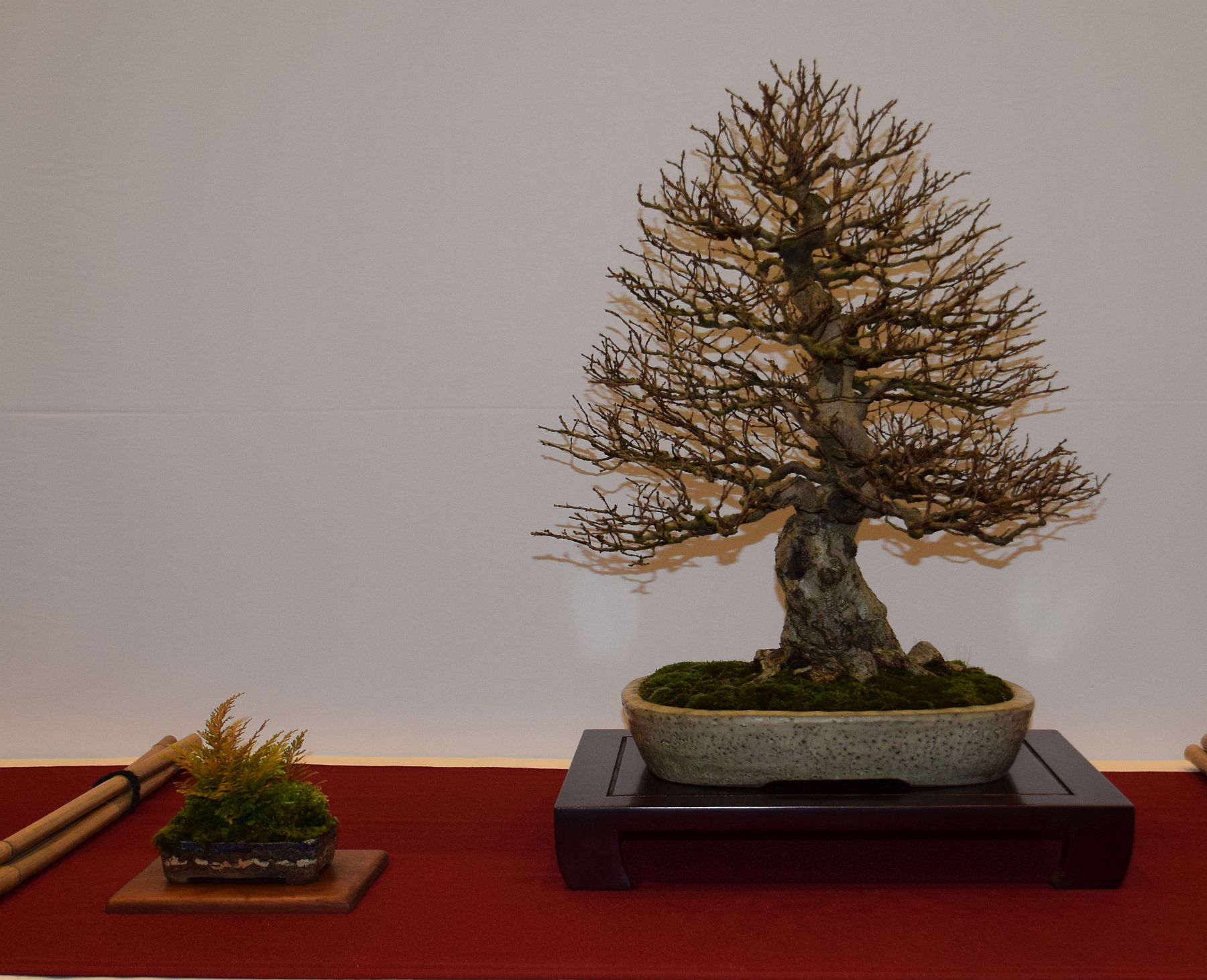 euk-bonsai-ten-2016-club-bonsai-064
