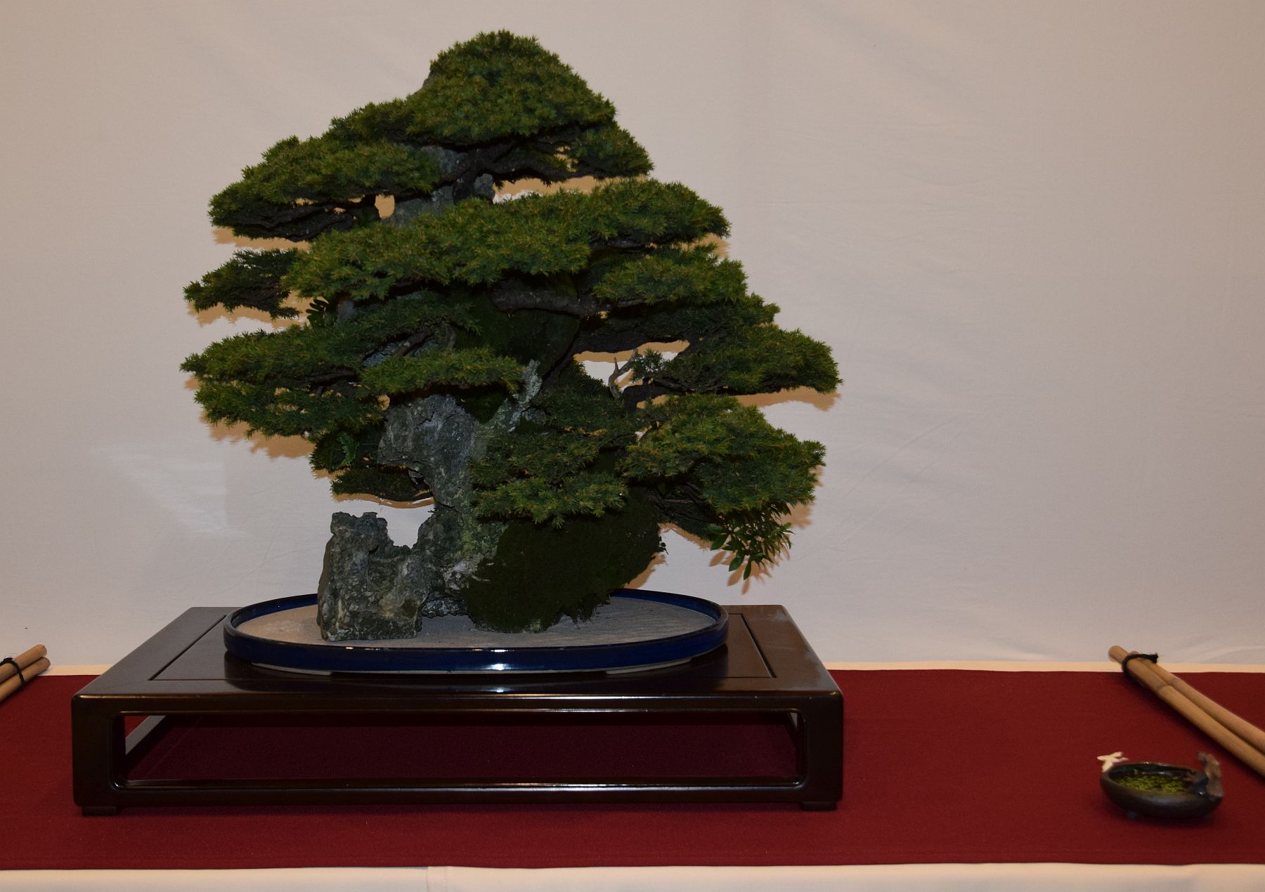 euk-bonsai-ten-2016-club-bonsai-070