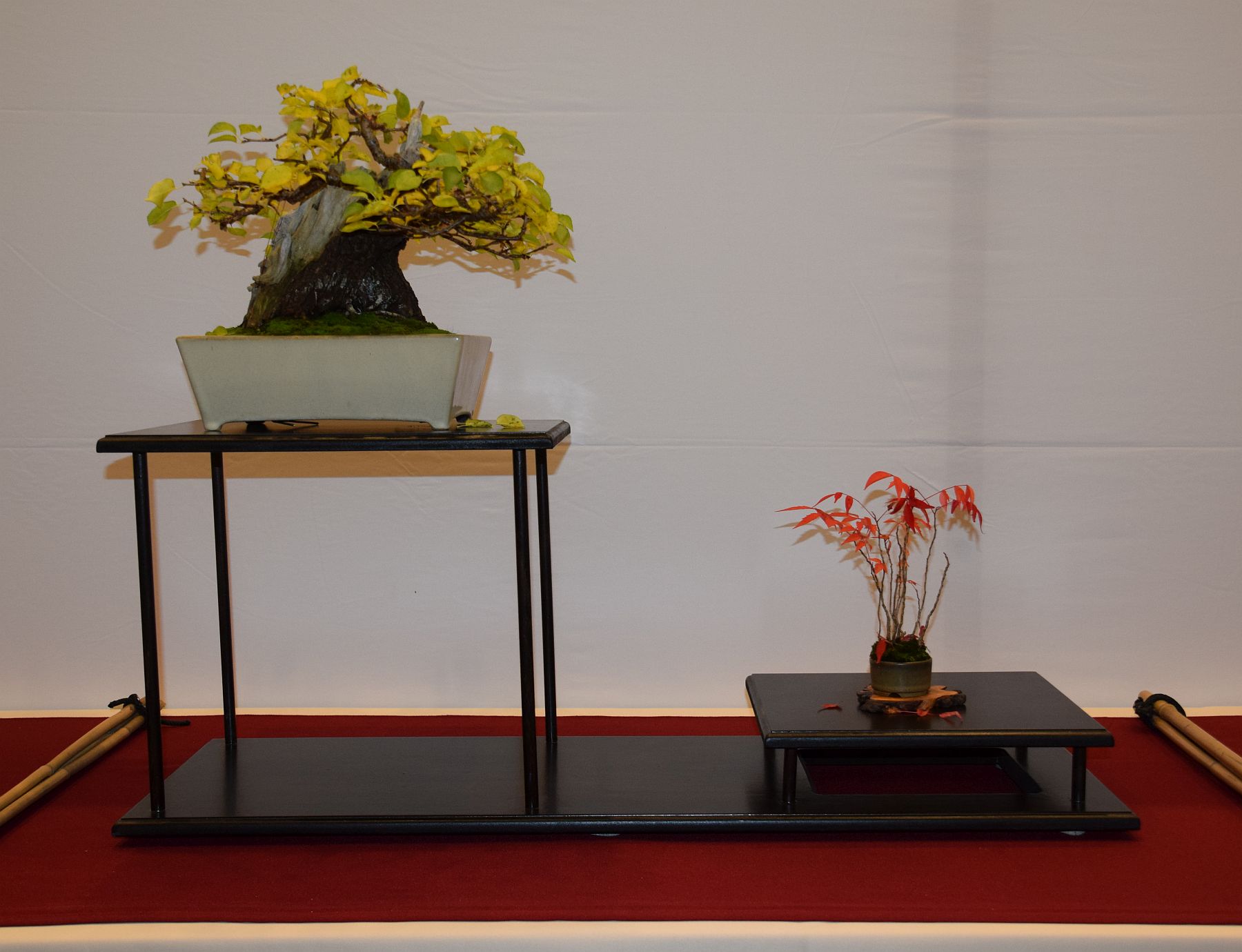 euk-bonsai-ten-2016-club-bonsai-075