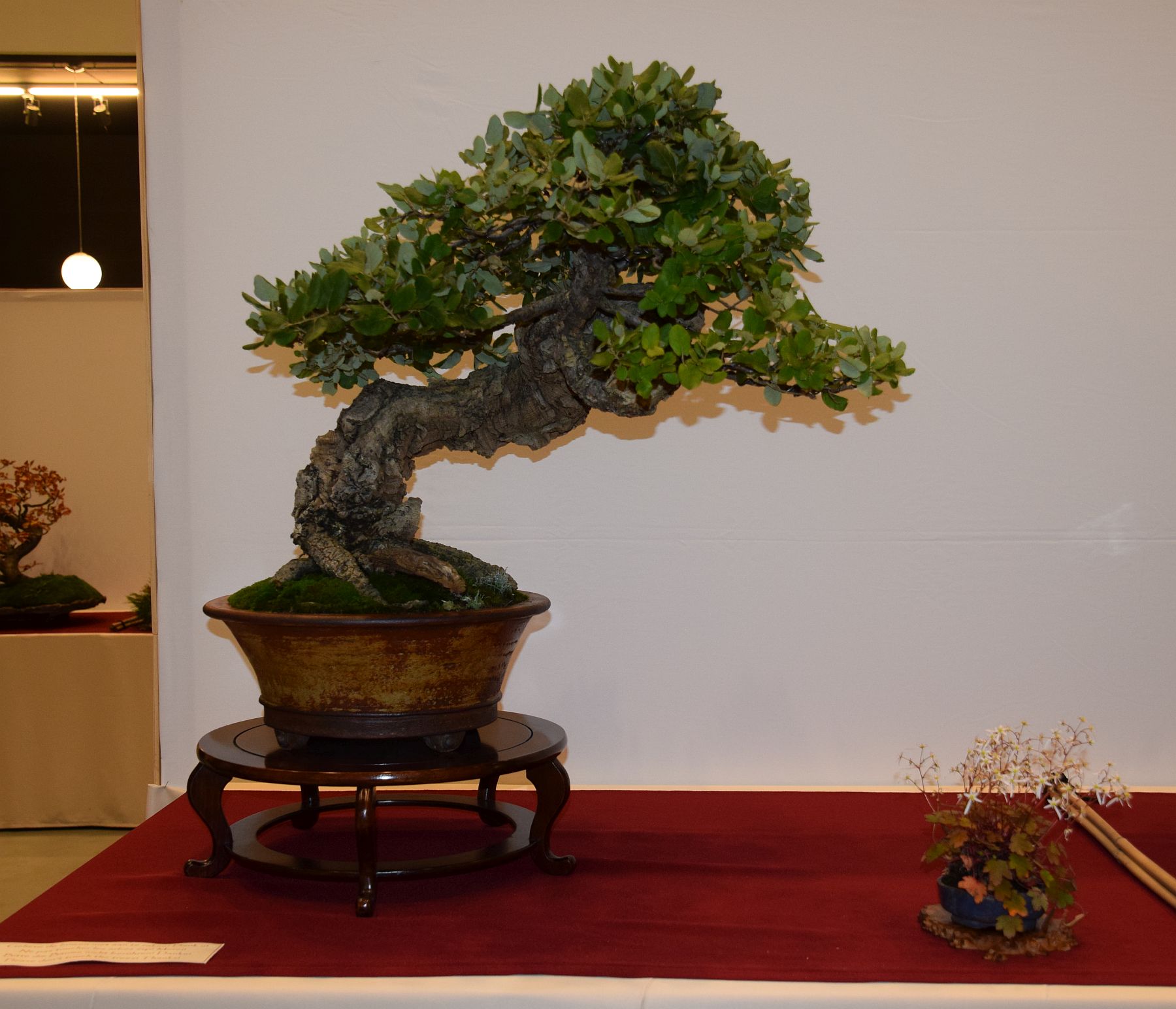 euk-bonsai-ten-2016-club-bonsai-076