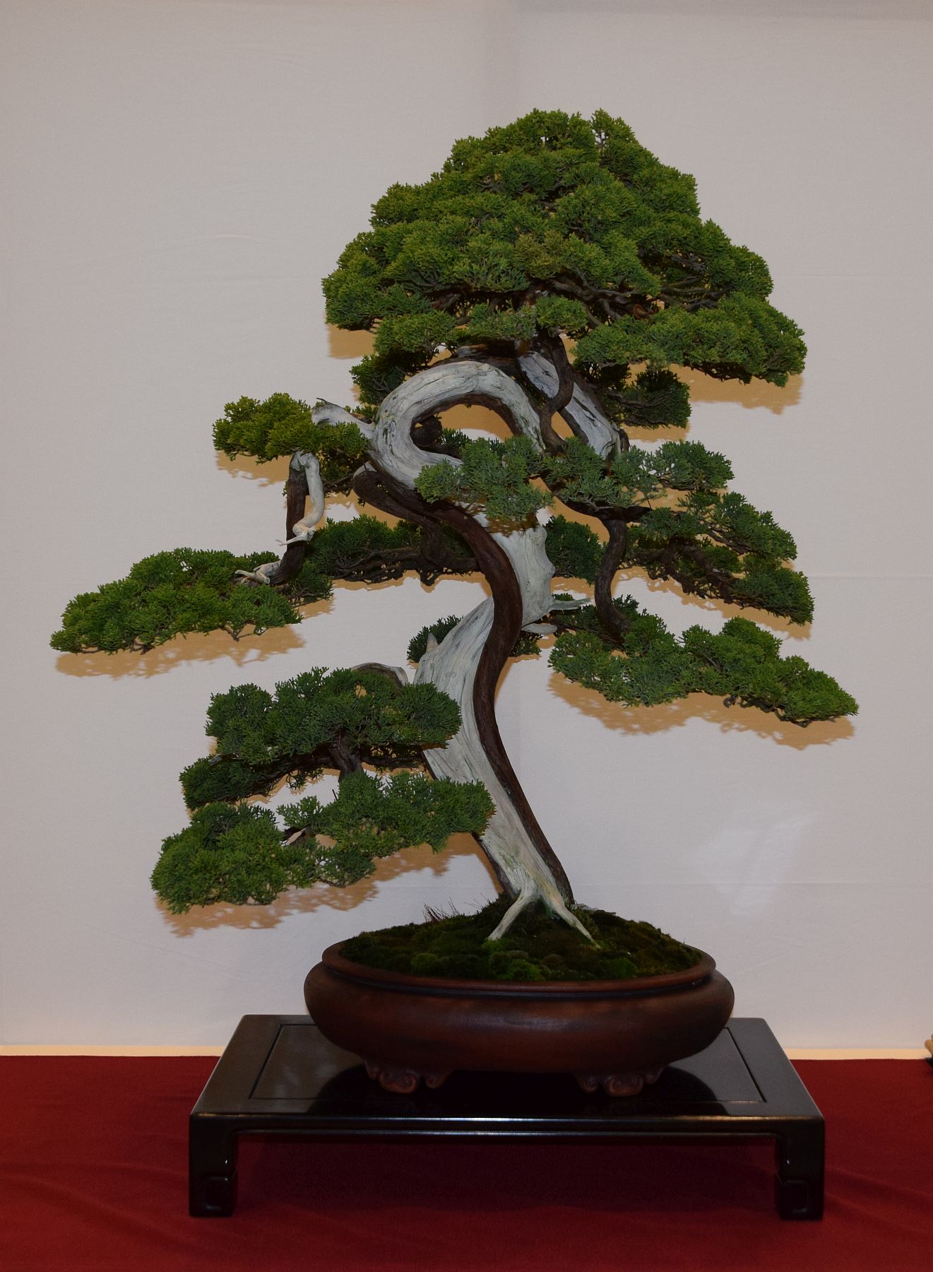 euk-bonsai-ten-2016-club-bonsai-098